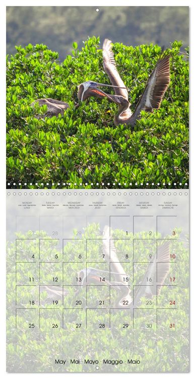 Produktbild: Floride &ndash; D&eacute;couvertes dans l'&Eacute;tat du soleil (Calendrier mural carr&eacute; 2026 30x30 cm) Calendrier double avec une page pour vos prises de notes