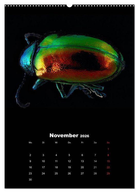Produktbild: Schillernde Insektenwelt (Wandkalender 2026 DIN A2 hoch), CALVENDO Monatskalender