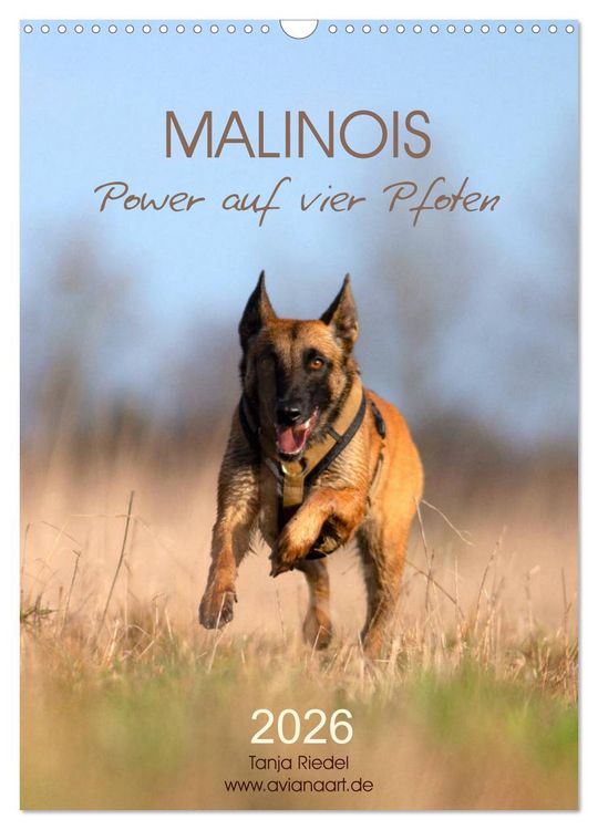 Produktbild: Malinois Power auf vier Pfoten (Wandkalender 2026 DIN A3 hoch), CALVENDO Monatskalender