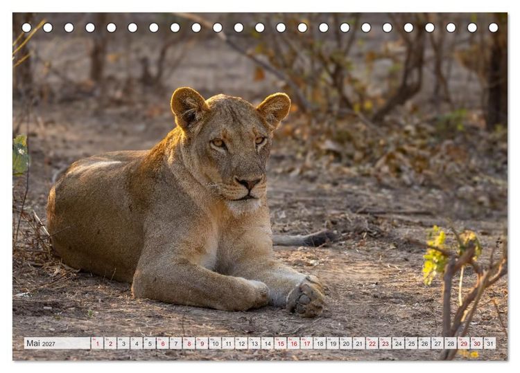 Produktbild: Afrikas Tierwelt - L&ouml;wen (Tischkalender 2027 DIN A5 quer), CALVENDO Monatskalender