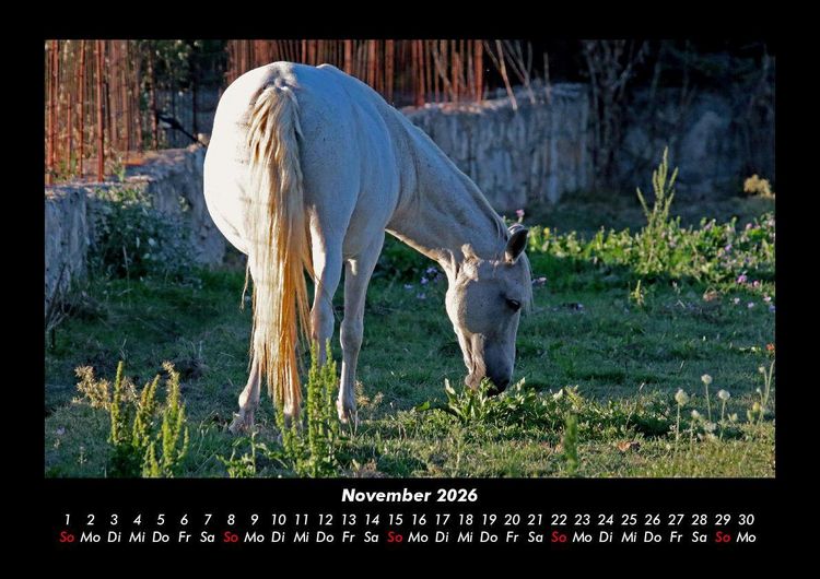 Produktbild: Die Welt der Pferde 2026 Fotokalender DIN A3
