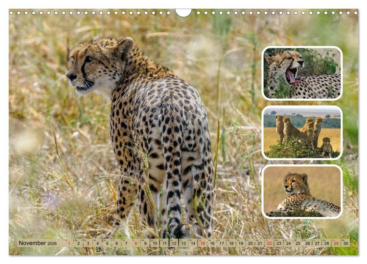 Produktbild: Raubkatzen - gro&szlig; & klein (Wandkalender 2026 DIN A3 quer), CALVENDO Monatskalender