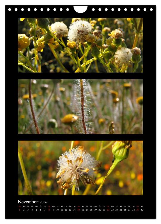 Produktbild: ZAUBERWELT DER BLUMEN - EISKRISTALLE & WASSERPERLEN (Wandkalender 2026 DIN A4 hoch), CALVENDO Monatskalender