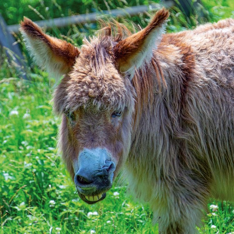 Produktbild: Esel / Donkeys 2027