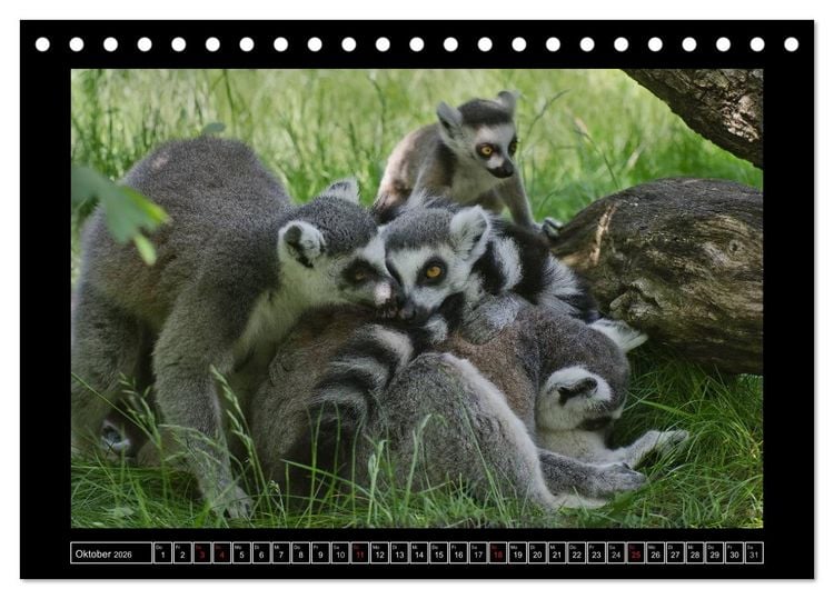 Produktbild: Dresdner Zootiere 2026 (Tischkalender 2026 DIN A5 quer), CALVENDO Monatskalender