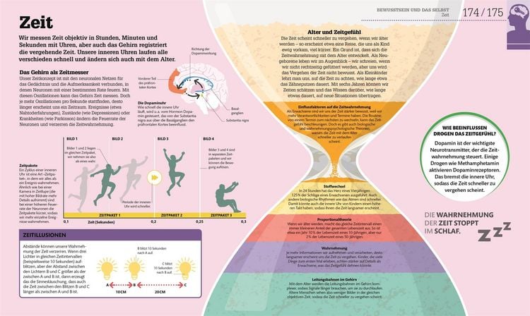 Produktbild: #dkinfografik. Das menschliche Gehirn und wie es funktioniert