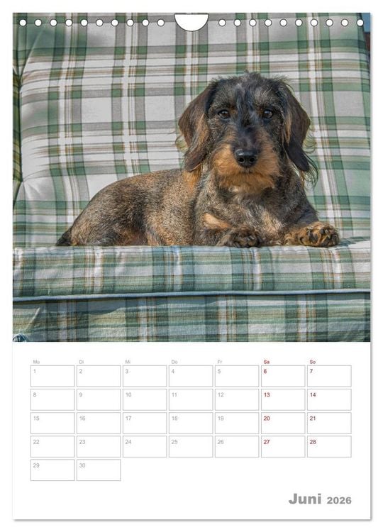 Produktbild: Dackelportraits (Wandkalender 2026 DIN A4 hoch), CALVENDO Monatskalender