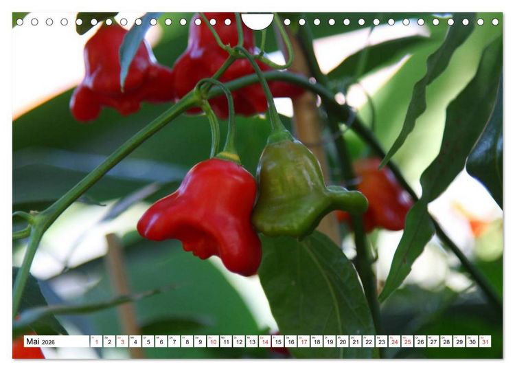 Produktbild: F&uuml;r Chili Liebhaber (Wandkalender 2026 DIN A4 quer), CALVENDO Monatskalender