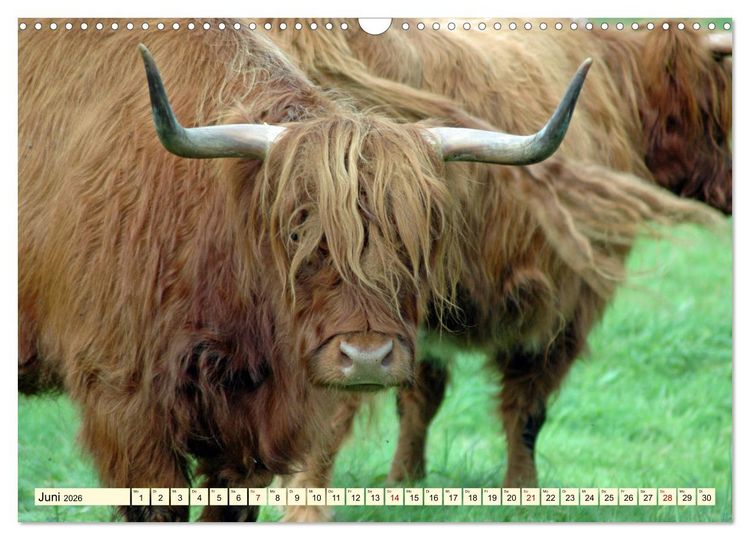 Produktbild: Die anmutigste Rinderrasse - Das schottische Hochlandrind (Wandkalender 2026 DIN A3 quer), CALVENDO Monatskalender