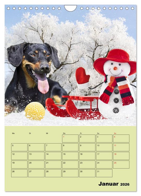 Produktbild: Dackeltr&auml;ume - Ein Familienplaner f&uuml;r das Jahr (Wandkalender 2026 DIN A4 hoch), CALVENDO Monatskalender