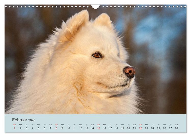 Produktbild: Samojeden - Liebenswerte Fellkugeln (Wandkalender 2026 DIN A3 quer), CALVENDO Monatskalender