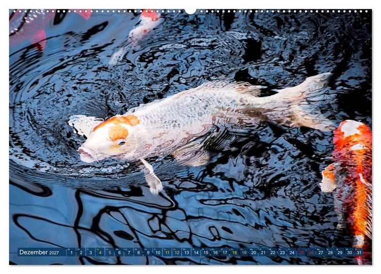 Produktbild: Koi: Juwelen im Teich (hochwertiger Premium Wandkalender 2027 DIN A2 quer), Kunstdruck in Hochglanz