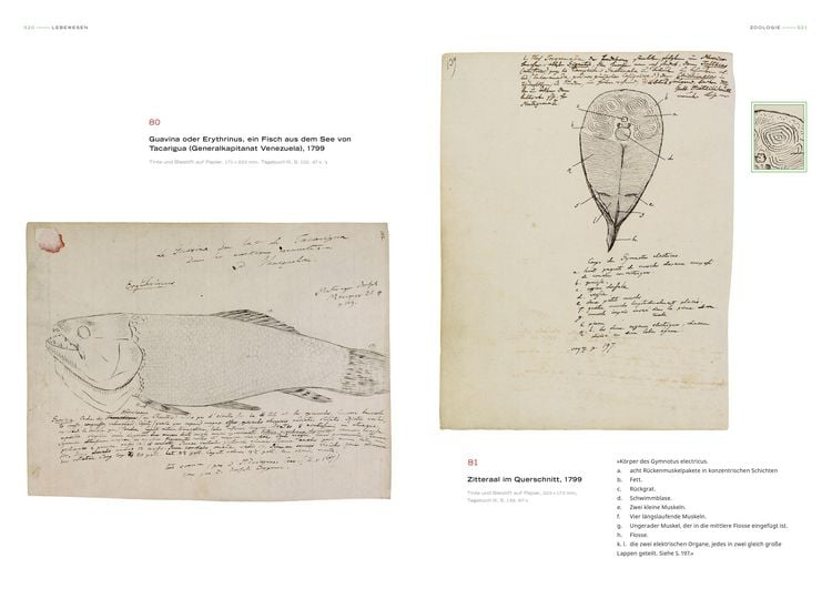 Produktbild: Alexander von Humboldt - Bilder-Welten