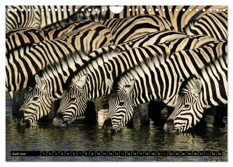 Produktbild: Zebras - Ungez&auml;hmte Kraft (Wandkalender 2026 DIN A4 quer), CALVENDO Monatskalender