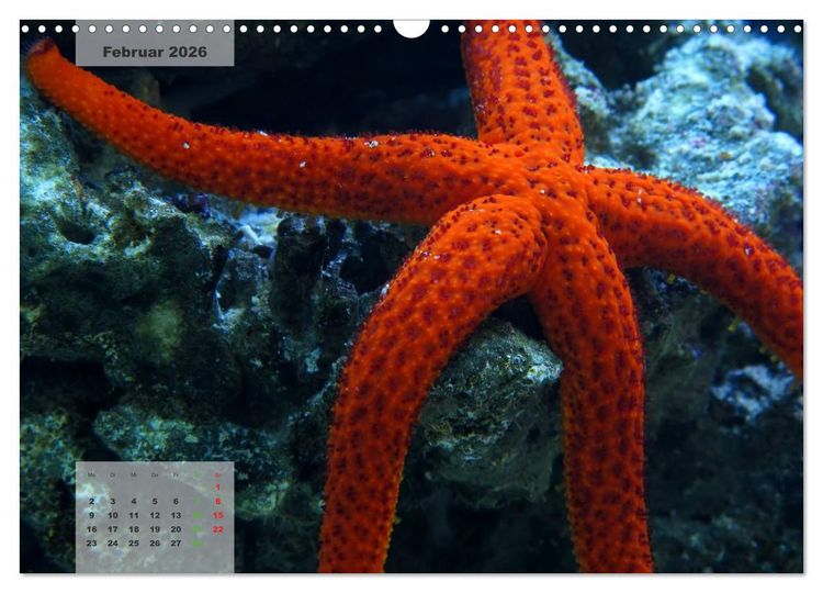 Produktbild: UNTER WASSER Riffaquaristik (Wandkalender 2026 DIN A3 quer), CALVENDO Monatskalender