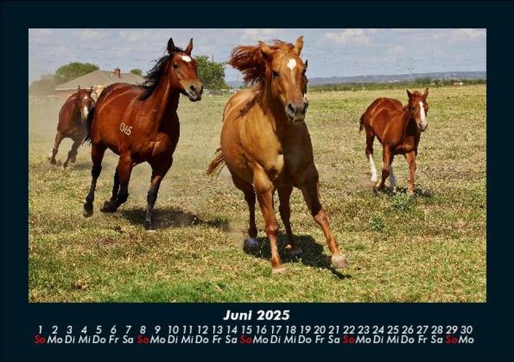 Produktbild: Die Welt der Pferde 2025 Fotokalender DIN A5