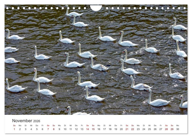 Produktbild: Schw&auml;ne - Prachtvolle Federkleider. (Wandkalender 2026 DIN A4 quer), CALVENDO Monatskalender