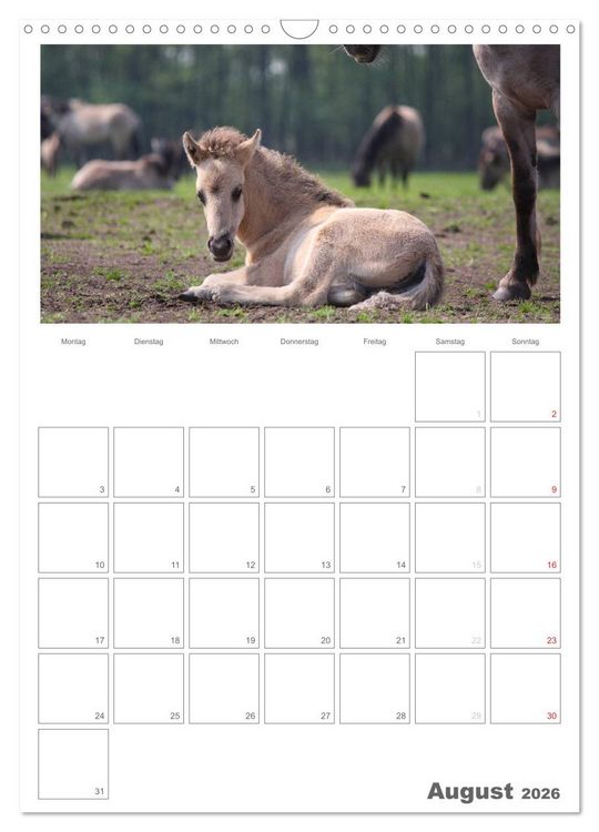 Produktbild: Fohlen und Jungpferde (Wandkalender 2026 DIN A3 hoch), CALVENDO Monatskalender