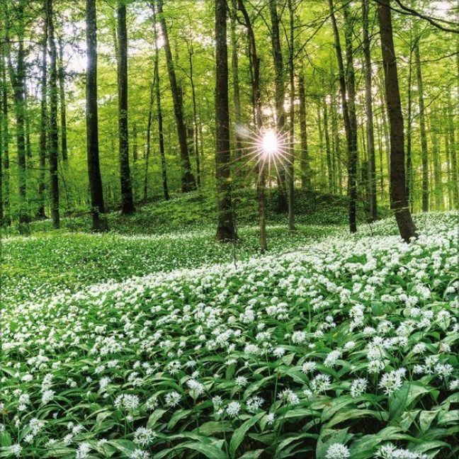 Produktbild: Magische W&auml;lder 2027