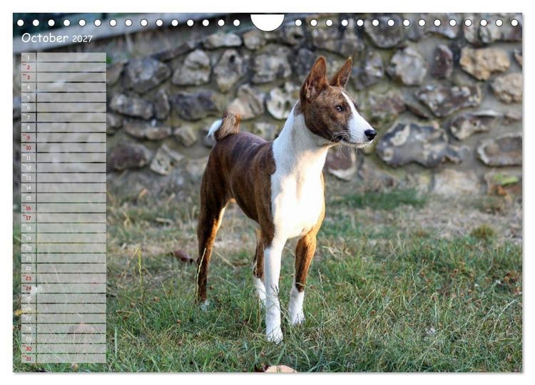 Produktbild: Basenji the African Barkless Dog (Wall Calendar 2027 DIN A4 landscape), CALVENDO 12 Month Wall Calendar