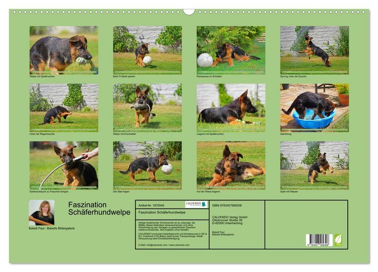 Produktbild: Faszination Sch&auml;ferhundwelpe (Wandkalender 2026 DIN A2 quer), CALVENDO Monatskalender