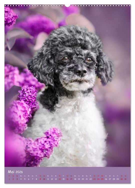 Produktbild: Flora Canidae - der Hunde-Bl&uuml;hpflanzen-Kalender (Wandkalender 2026 DIN A2 hoch), CALVENDO Monatskalender