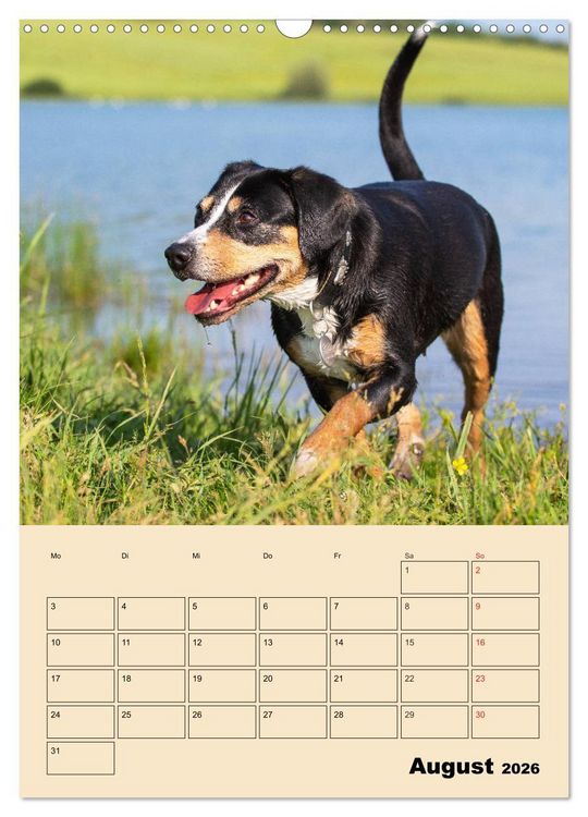 Produktbild: Jahresplaner Entlebucher Sennenhund (Wandkalender 2026 DIN A3 hoch), CALVENDO Monatskalender