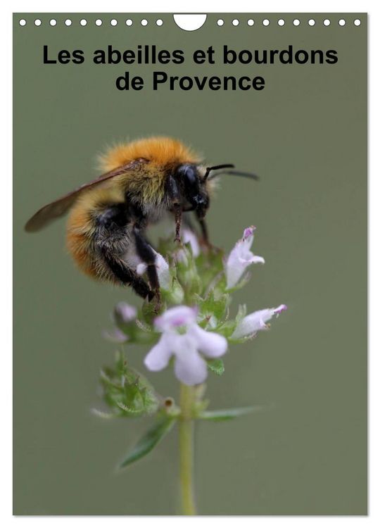 Produktbild: Les abeilles et bourdons de Provence (Calendrier mural 2026 DIN A4 horizontal), CALVENDO calendrier mensuel