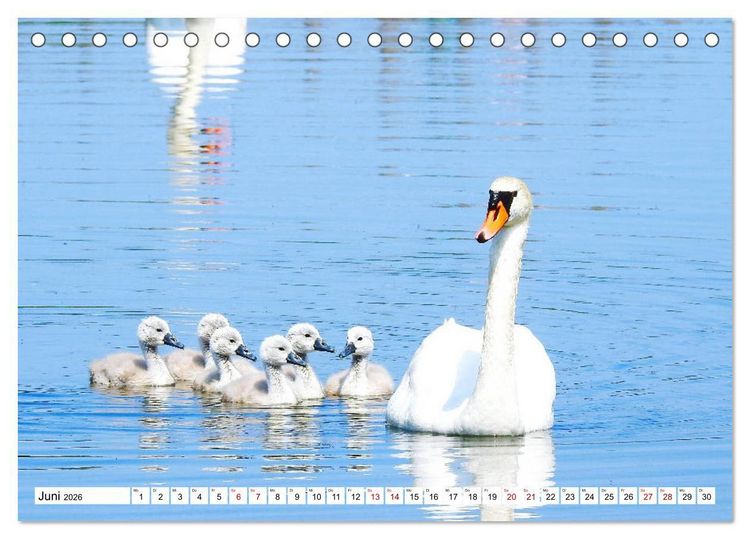 Produktbild: Vogelkalender (Tischkalender 2026 DIN A5 quer), CALVENDO Monatskalender
