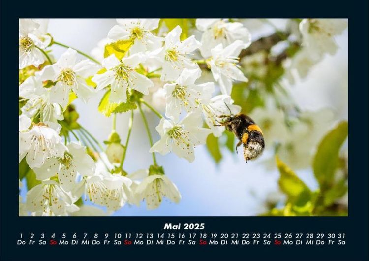 Produktbild: Blumentr&auml;ume 2025 Fotokalender DIN A4