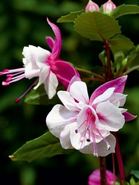 Produktbild: CALVENDO Puzzle Doppel Neon White Diva, Wei&szlig;e Fuchsie | 1000 Teile Lege-Gr&ouml;&szlig;e 64x48cm Foto-Puzzle f&uuml;r gl&uuml;ckliche Stunden