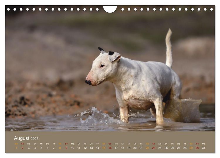 Produktbild: Bullterrier, liebenswerte Sturk&ouml;pfe (Wandkalender 2026 DIN A4 quer), CALVENDO Monatskalender