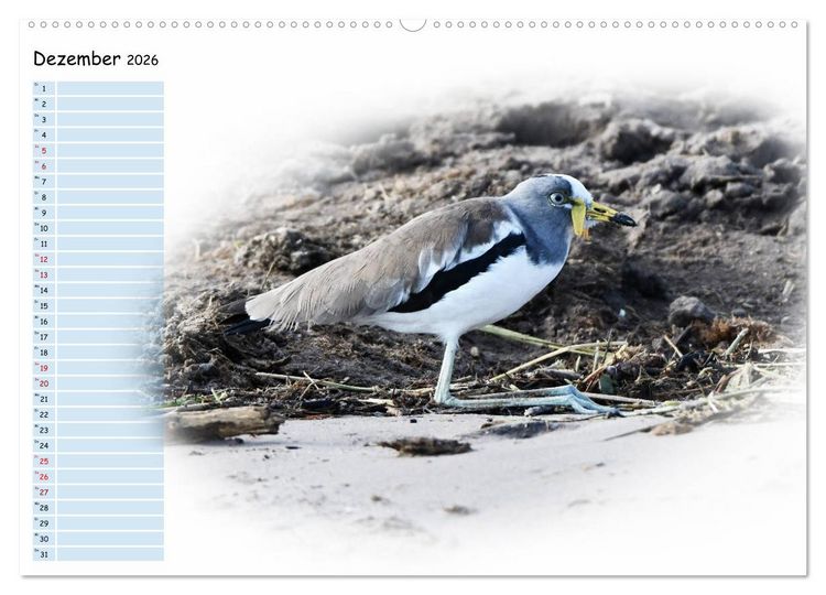 Produktbild: Tierisches Yoga (Wandkalender 2026 DIN A2 quer), CALVENDO Monatskalender