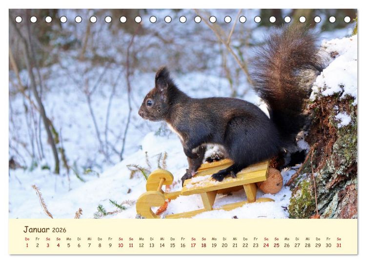 Produktbild: Eichh&ouml;rnchen - zauberhaft verspielt (Tischkalender 2026 DIN A5 quer), CALVENDO Monatskalender