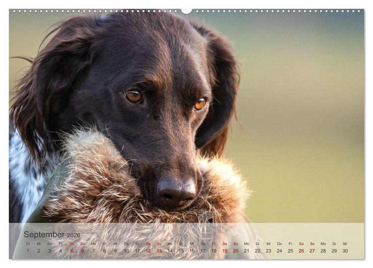 Produktbild: Treue Jagdgef&auml;hrten Der kleine M&uuml;nsterl&auml;nder (hochwertiger Premium Wandkalender 2026 DIN A2 quer), Kunstdruck in Hochglanz