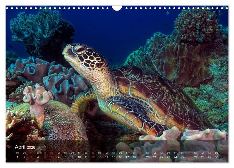 Produktbild: Schildkr&ouml;ten des Ozeans (Wandkalender 2026 DIN A3 quer), CALVENDO Monatskalender