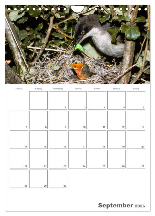 Produktbild: At the dawn of life the secret life of passerines (Wall Calendar 2026 DIN A4 portrait), CALVENDO 12 Month Wall Calendar