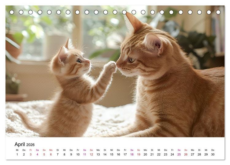 Produktbild: Katzenzauber - Samtpfoten im Jahreslauf (Tischkalender 2026 DIN A5 quer), CALVENDO Monatskalender