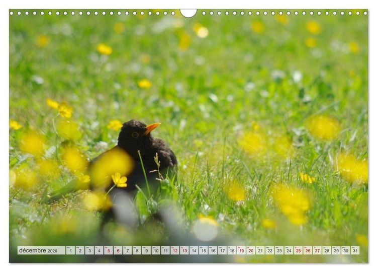 Produktbild: Oiseaux libres et sauvages (Calendrier mural 2026 DIN A3 vertical), CALVENDO calendrier mensuel