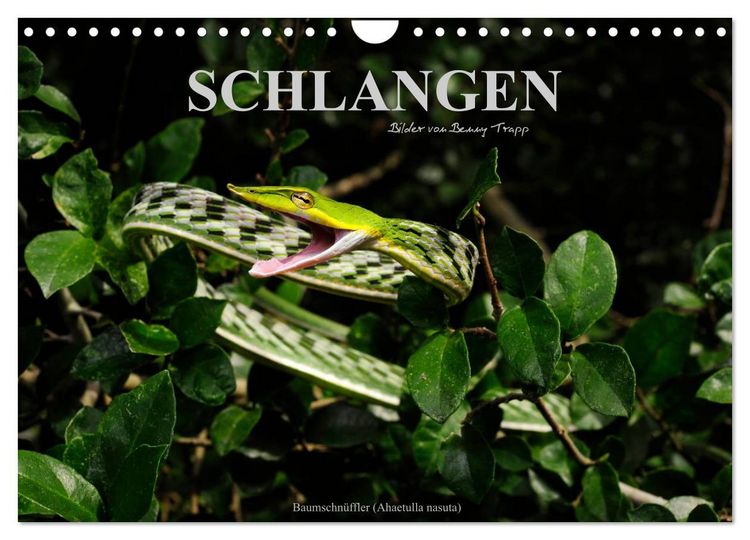 Produktbild: Schlangen (Wandkalender 2026 DIN A4 quer), CALVENDO Monatskalender