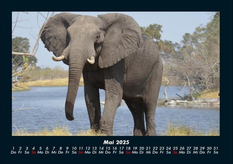 Produktbild: Elefanten 2025 Fotokalender DIN A4
