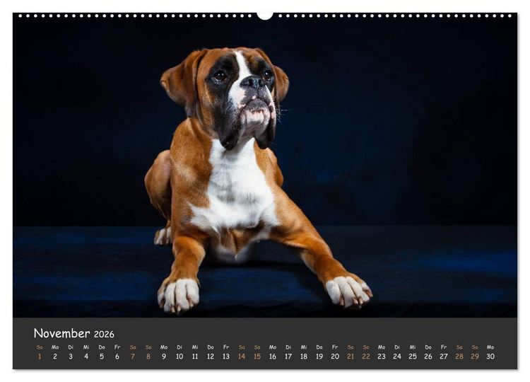 Produktbild: Wenn ich gro&szlig; bin werd' ich Boxer (hochwertiger Premium Wandkalender 2026 DIN A2 quer), Kunstdruck in Hochglanz