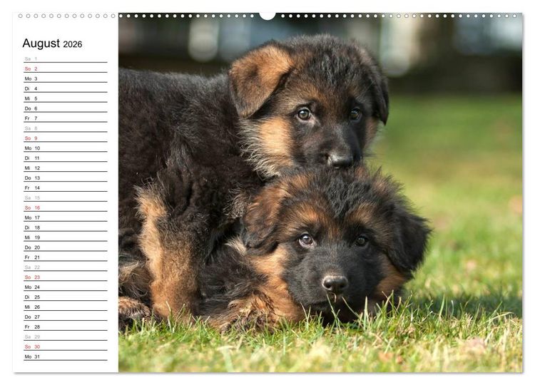 Produktbild: Deutscher Sch&auml;ferhund - Welpen (Wandkalender 2026 DIN A2 quer), CALVENDO Monatskalender