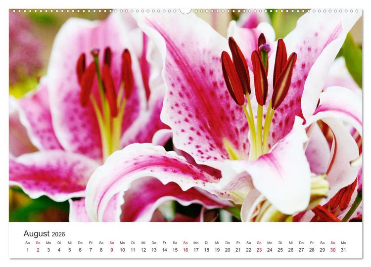 Produktbild: Feurige Lilien (hochwertiger Premium Wandkalender 2026 DIN A2 quer), Kunstdruck in Hochglanz