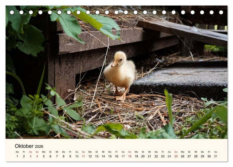 Produktbild: G&auml;nse. Von wegen dumme Gans! (Tischkalender 2026 DIN A5 quer), CALVENDO Monatskalender