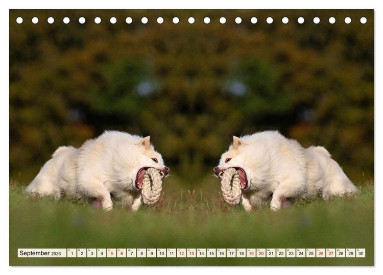 Produktbild: Mit doppelter Power durch das Jahr (Tischkalender 2026 DIN A5 quer), CALVENDO Monatskalender