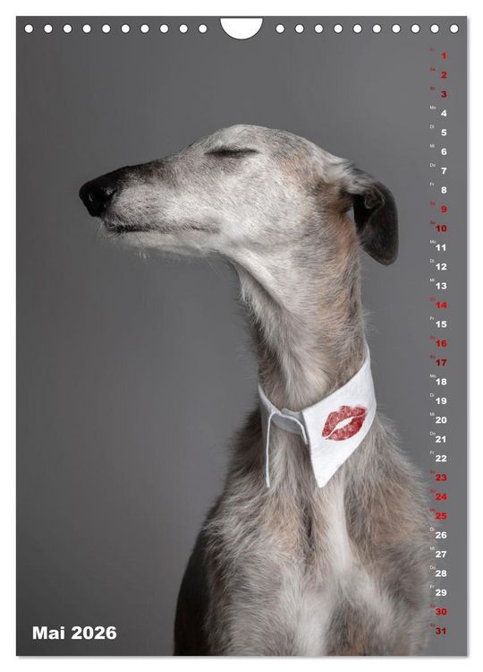 Produktbild: dogmuse deluxe (Wandkalender 2026 DIN A4 hoch), CALVENDO Monatskalender