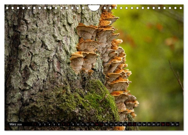 Produktbild: Pilzmania (Wandkalender 2026 DIN A4 quer), CALVENDO Monatskalender