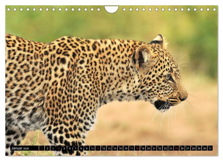 Produktbild: Faszination Afrika: Der Leopard (Wandkalender 2026 DIN A4 quer), CALVENDO Monatskalender