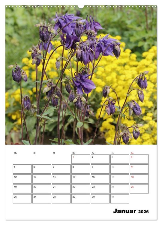 Produktbild: Zauberhafte Akeleien (hochwertiger Premium Wandkalender 2026 DIN A2 hoch), Kunstdruck in Hochglanz